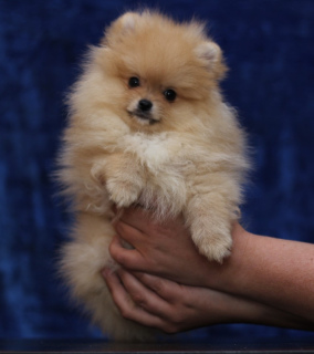 Photo №1. pomeranian - for sale in the city of Omsk | 463$ | Announcement № 2463