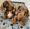 Photo №1. dachshund - for sale in the city of Bristol | 423$ | Announcement № 121193