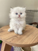 Photo №3. british longhair kitten. Germany