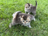 Additional photos: Scottish kittens - Scottish fold and Scottish straight
