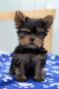 Photo №1. yorkshire terrier - for sale in the city of Chelyabinsk | 473$ | Announcement № 12735