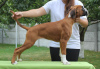 Photo №4. I will sell boxer in the city of Brest.  - price - negotiated