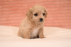 Additional photos: Havanese Bichon puppies