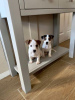 Photo №1. jack russell terrier - for sale in the city of Helsinki | 350$ | Announcement № 56171