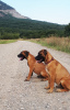 Photo №3. Bullmastiff puppies. Sweden