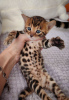 Photo №1. bengal cat - for sale in the city of Melk | 423$ | Announcement № 106332