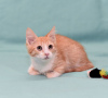 Additional photos: Kitten Zlata - red baby sunshine is looking for a home!