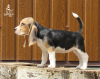 Photo №2 to announcement № 11548 for the sale of beagle - buy in Ukraine from nursery