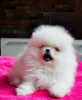 Photo №2 to announcement № 40035 for the sale of pomeranian - buy in Ukraine private announcement