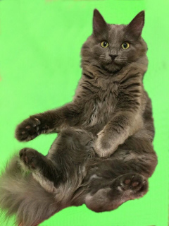 Photo №4. I will sell nebelung in the city of Москва. private announcement - price - 0$