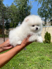 Additional photos: Pomeranian puppies