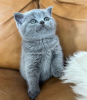 Photo №2 to announcement № 90828 for the sale of british shorthair - buy in Germany private announcement