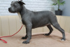 Photo №4. I will sell american staffordshire terrier in the city of Kishinev. breeder - price - 634$