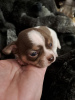 Photo №3. Chihuahua puppies. Serbia