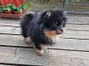 Photo №2 to announcement № 54808 for the sale of pomeranian - buy in Lithuania breeder