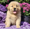 Photo №1. golden retriever - for sale in the city of New York | 600$ | Announcement № 103395
