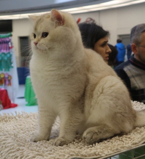 Photo №1. british shorthair - for sale in the city of Donetsk | 300$ | Announcement № 1146
