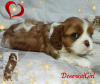 Additional photos: Cavalier King Charles Spaniel puppies