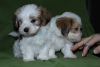 Additional photos: Havanese puppies