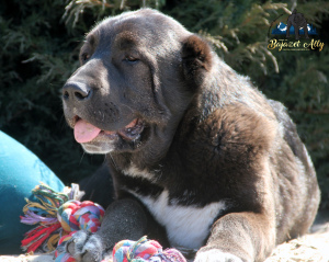 Photo №4. I will sell central asian shepherd dog in the city of Mariupol. from nursery - price - 700$
