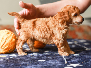 Photo №3. Poodle puppies. Russian Federation