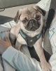 Photo №1. pug - for sale in the city of Budapest | 275$ | Announcement № 78810