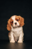 Photo №1. cavalier king charles spaniel - for sale in the city of Daugavpils | 1268$ | Announcement № 98634