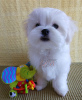 Photo №2 to announcement № 48691 for the sale of maltese dog - buy in Ukraine from nursery