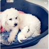 Photo №3. Bichon Frize female puppy for sale. France