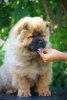 Photo №1. chow chow - for sale in the city of Paraćin | negotiated | Announcement № 65400