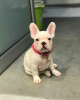 Photo №1. french bulldog - for sale in the city of Bremen | 380$ | Announcement № 127359