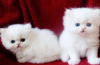 Photo №1. persian cat - for sale in the city of Brussels | negotiated | Announcement № 118459