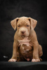 Photo №2 to announcement № 74760 for the sale of american bully - buy in Serbia 