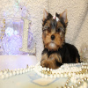 Photo №1. yorkshire terrier - for sale in the city of Be'er Sheva | Is free | Announcement № 19574
