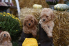 Photo №1. poodle (toy) - for sale in the city of Żabalj | negotiated | Announcement № 81199