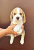 Photo №2 to announcement № 108156 for the sale of beagle - buy in Serbia 