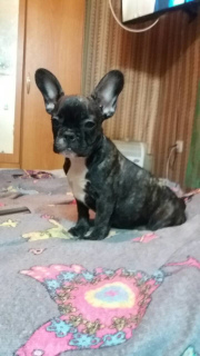 Photo №4. I will sell french bulldog in the city of Khmelnitsky. private announcement - price - 182$