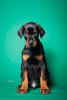 Photo №2 to announcement № 125077 for the sale of dobermann - buy in Serbia private announcement