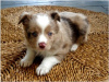 Photo №1. australian shepherd - for sale in the city of Stockton | Is free | Announcement № 124120