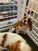 Photo №2 to announcement № 116960 for the sale of cavalier king charles spaniel - buy in Belgium private announcement, breeder