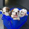 Photo №1. english bulldog - for sale in the city of Tallinn | negotiated | Announcement № 124641