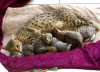 Additional photos: Licensed Savannah F1,F2,F3,F4,F5 Kittens Available