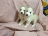 Photo №2 to announcement № 11173 for the sale of siberian husky - buy in Ukraine private announcement