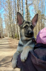 Additional photos: East European Shepherd puppy, girl