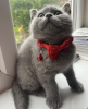 Photo №2 to announcement № 102804 for the sale of british shorthair - buy in United States private announcement