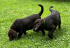 Photo №2 to announcement № 56604 for the sale of labrador retriever - buy in Germany 