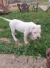 Additional photos: Dogo Argentino puppies