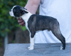 Additional photos: Boston Terrier Beautiful puppies for sale