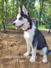 Photo №4. I will sell siberian husky in the city of Tallinn. from nursery - price - 317$