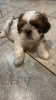 Photo №3. Purebred Shih Tzu puppy for sale. Germany